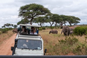 We stop to watch the elephants in Tarangire National Park.