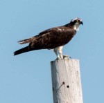 An osprey perching on a pole in the Champlain valley of Vermont.