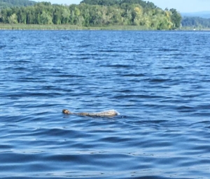 Squirrel swimming from NH to VT.
