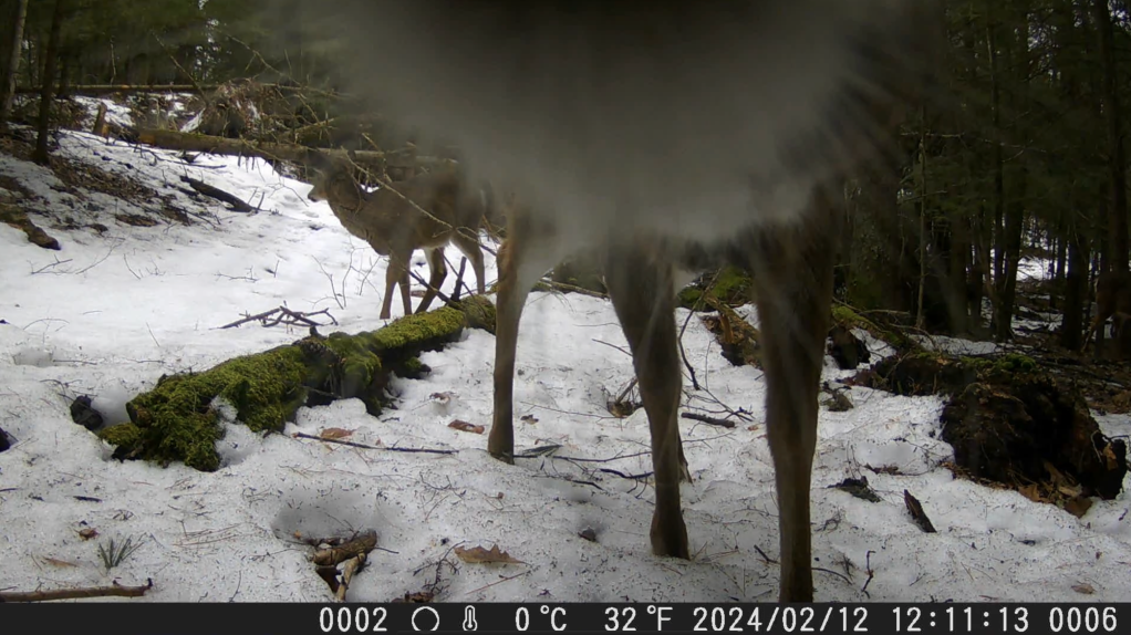 deer sniffing camera lens