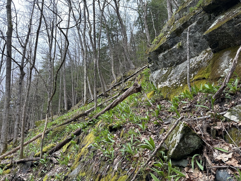 hillside with rocky outcrop and new green plant growth